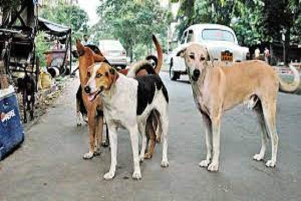 People are disturbed by the problem of stray dogs
