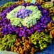 Diamond Jubilee Flower Show at PAU on March 1-2