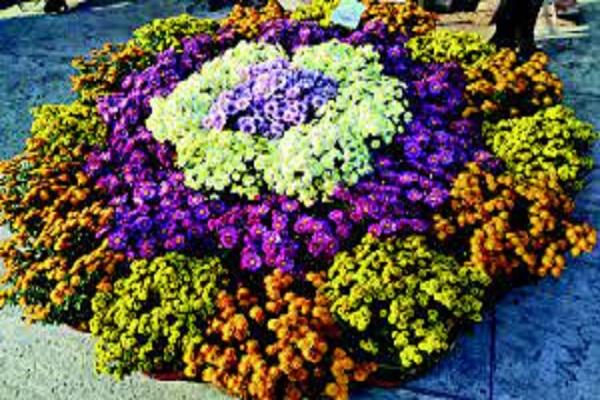 Diamond Jubilee Flower Show at PAU on March 1-2