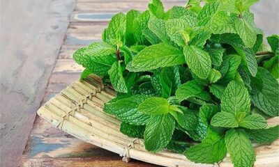 Include mint in the diet in these 5 ways!