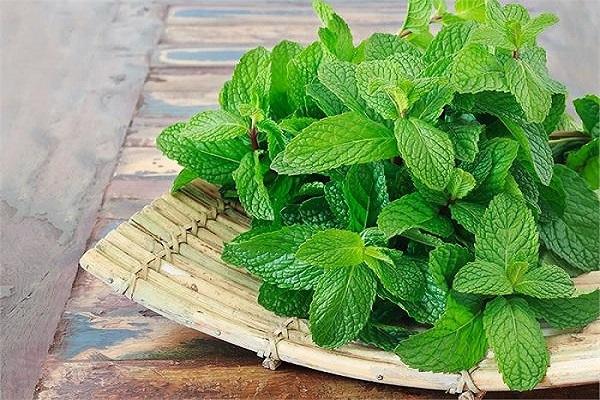 Include mint in the diet in these 5 ways!