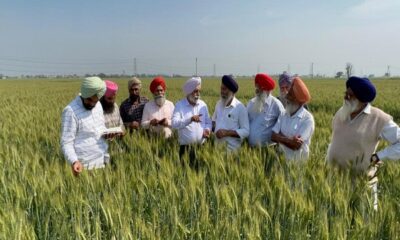 Vice Chancellor of PAU visited 6 districts, heard the experiences of farmers who manage stubble