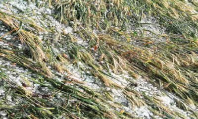 The weather caused havoc, the mercury fell by 5 degrees in Punjab, the crops were damaged due to rain
