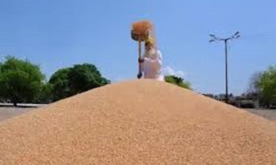 Punjab government will purchase wheat from April 1, the rate will be 2125 rupees per quintal
