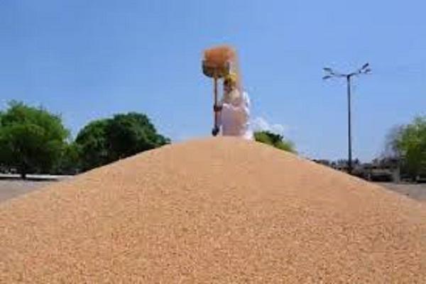 Punjab government will purchase wheat from April 1, the rate will be 2125 rupees per quintal