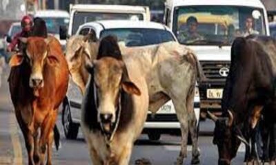 In Ludhiana, helpless animals are roaming around as a bane for the people, the corporation is not taking concrete steps