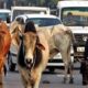 In Ludhiana, helpless animals are roaming around as a bane for the people, the corporation is not taking concrete steps