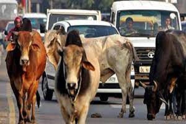 In Ludhiana, helpless animals are roaming around as a bane for the people, the corporation is not taking concrete steps