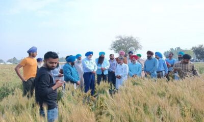 A visit was made to investigate surface seeding technology of wheat