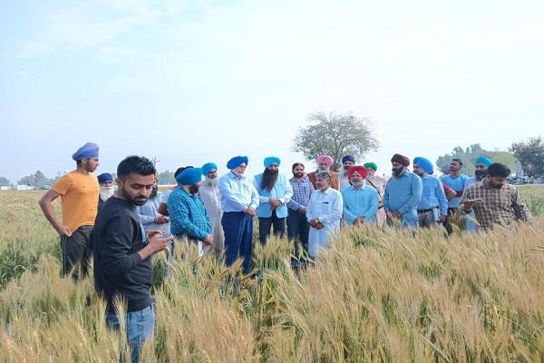 A visit was made to investigate surface seeding technology of wheat
