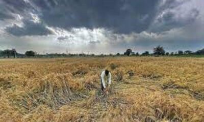 Crops submerged in water in many districts of Punjab, sown wheat grains started turning black.