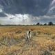 Crops submerged in water in many districts of Punjab, sown wheat grains started turning black.