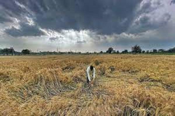 Crops submerged in water in many districts of Punjab, sown wheat grains started turning black.