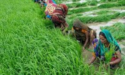 Training camp tomorrow to give information about kharif crops to farmers
