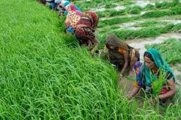 Training camp tomorrow to give information about kharif crops to farmers