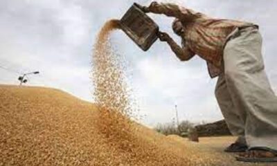 Government purchase of wheat has not started in Asia's largest grain market