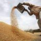 Government purchase of wheat has not started in Asia's largest grain market