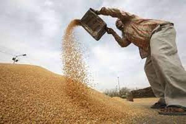 Government purchase of wheat has not started in Asia's largest grain market