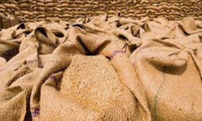 Arrival and purchase of wheat in Ludhiana district broke last year's records