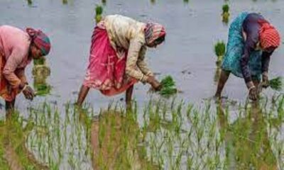 Sowing of paddy in district Ludhiana is to be started from June 19 - Chief Agriculture Officer