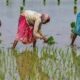 Sowing of paddy in district Ludhiana is to be started from June 19 - Chief Agriculture Officer