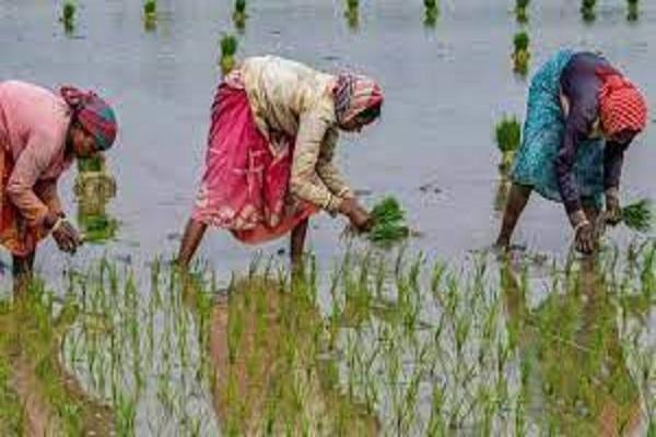 Sowing of paddy in district Ludhiana is to be started from June 19 - Chief Agriculture Officer