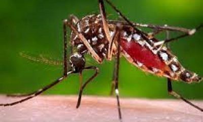 These 7 immunity boosting foods will protect you from dengue, must consume during monsoon