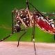 These 7 immunity boosting foods will protect you from dengue, must consume during monsoon