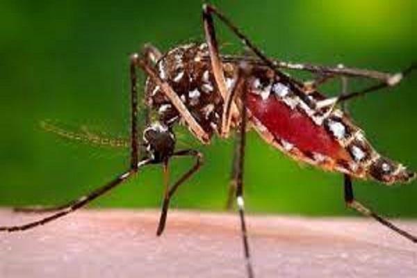 These 7 immunity boosting foods will protect you from dengue, must consume during monsoon