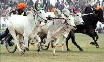 Those who want to watch the bullock cart race in Punjab will be able to enjoy this date