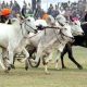 Those who want to watch the bullock cart race in Punjab will be able to enjoy this date