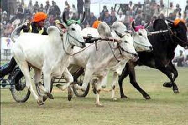 Those who want to watch the bullock cart race in Punjab will be able to enjoy this date