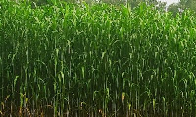 Two varieties of millet and one variety of maize have been approved for cultivation at the national level