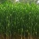 Two varieties of millet and one variety of maize have been approved for cultivation at the national level