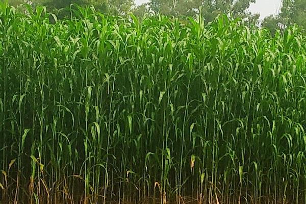 Two varieties of millet and one variety of maize have been approved for cultivation at the national level