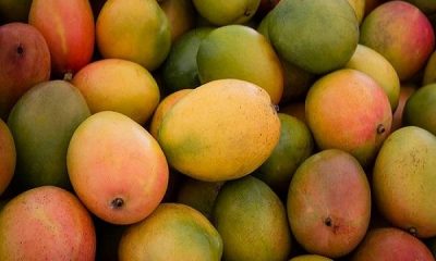 Not only the taste, mango gives many benefits to health, know the tremendous benefits