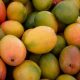 Not only the taste, mango gives many benefits to health, know the tremendous benefits