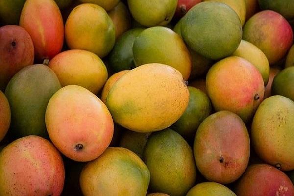 Not only the taste, mango gives many benefits to health, know the tremendous benefits