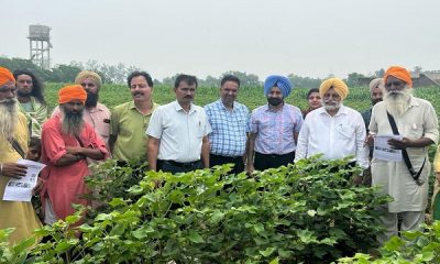 Continuous survey is necessary to protect the soft crop from pink blight