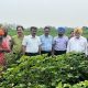 Continuous survey is necessary to protect the soft crop from pink blight