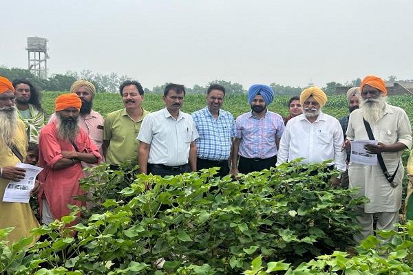 Continuous survey is necessary to protect the soft crop from pink blight