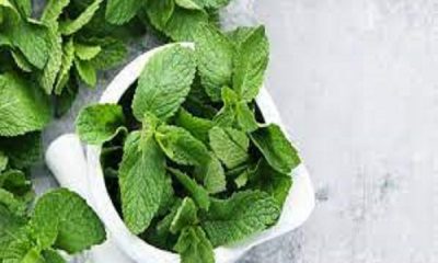 Consuming mint removes many diseases in summer!