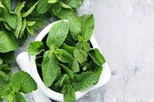 Consuming mint removes many diseases in summer!