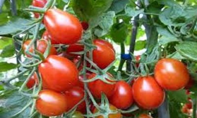 Tomato sold at a record price of 250 rupees, prices of vegetables increased due to continuous rain