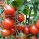 Tomato sold at a record price of 250 rupees, prices of vegetables increased due to continuous rain