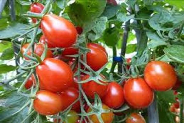 Tomato sold at a record price of 250 rupees, prices of vegetables increased due to continuous rain