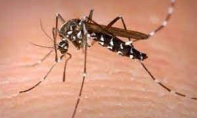 Dengue threat due to rain in Ludhiana district: Health department on alert