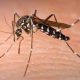 Dengue threat due to rain in Ludhiana district: Health department on alert