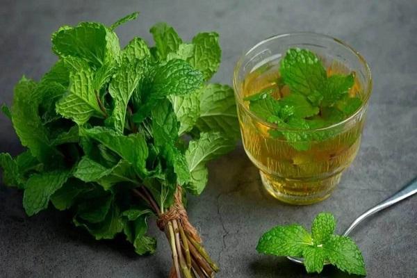 From improving digestion to weight loss, know the countless benefits of mint leaves