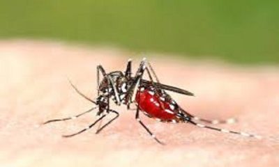 Do not eat these things even by mistake in dengue, the immune system will be weak